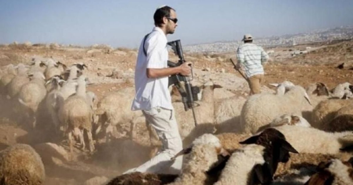 مستوطنون يطلقون مواشيهم للرعي في أراضي الظاهرية واريحا